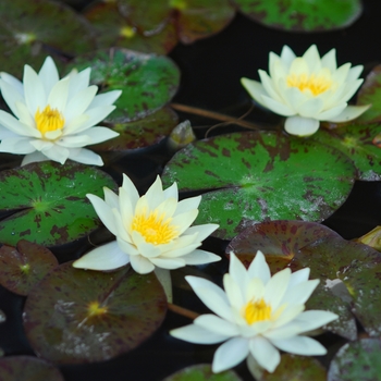 Nymphaea 'Pygmaea Helvola' (034310)