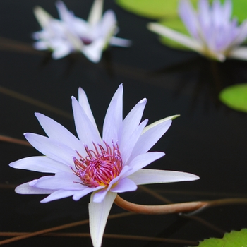 Nymphaea 'Lone Star' (034315)