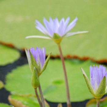 Nymphaea 'Lone Star' (034316)