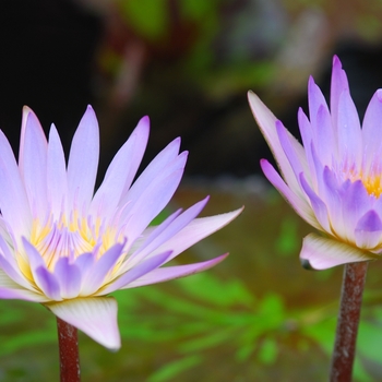 Nymphaea 'Madame Ganna Walska' (034317)