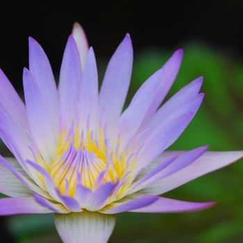 Nymphaea 'Madame Ganna Walska' (034318)