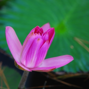 Nymphaea 'Mrs. George C. Hitchcock' (034320)