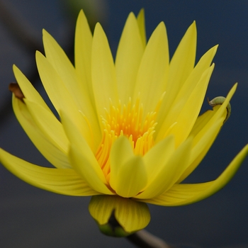 Nymphaea 'St. Louis Gold' (034322)