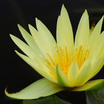 Nymphaea 'St. Louis Gold' (034324)