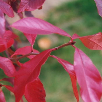 Nyssa sylvatica '' (034331)