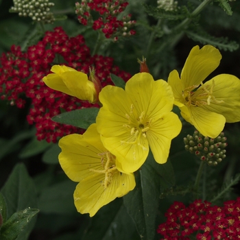 Oenothera fruticosa 'Illumination' (034337)