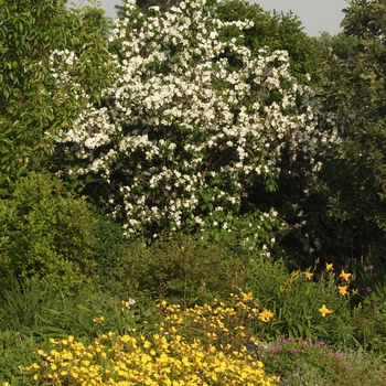 Oenothera fruticosa 'Youngii Lapsley' (034338)