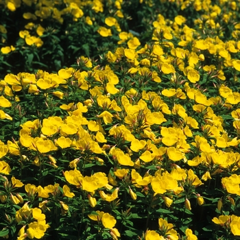 Oenothera fruticosa 'Youngii Lapsley' (034339)