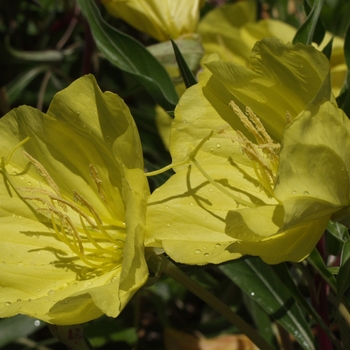 Oenothera macrocarpa '' (034341)