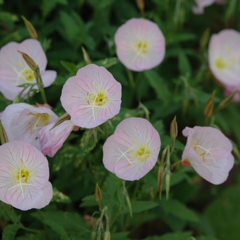 Oenothera speciosa 'Rosea' (034342)