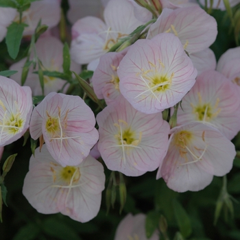 Oenothera speciosa 'Rosea' (034343)