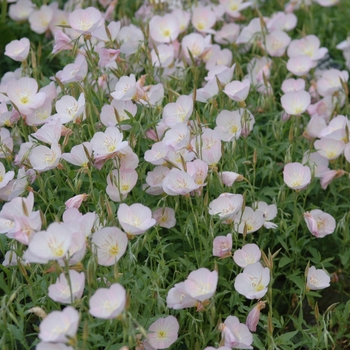 Oenothera speciosa 'Rosea' (034344)