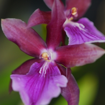 Oncidium grex 'Purple Queen' (034347)