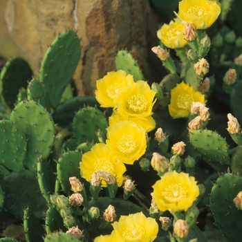 Opuntia humifusa '' (034354)