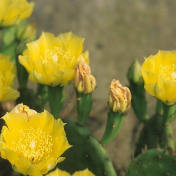 Opuntia humifusa '' (034355)