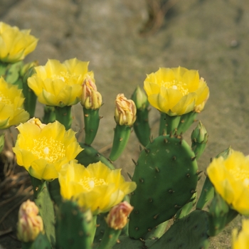 Opuntia humifusa '' (034356)