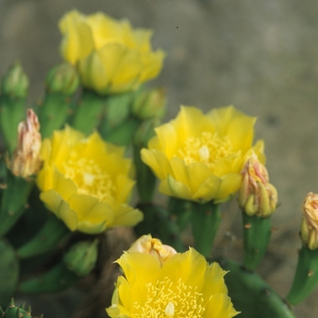 Opuntia humifusa '' (034357)