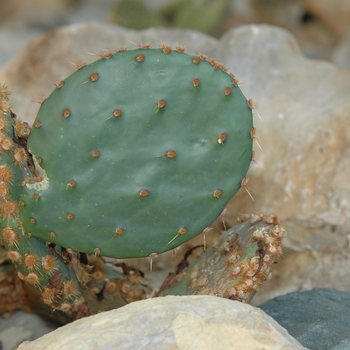 Opuntia engelmannii var. lindheimeri '' (034361)