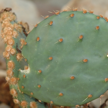 Opuntia engelmannii var. lindheimeri '' (034362)