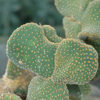 Opuntia microdasys '' (034363)