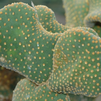 Opuntia microdasys '' (034364)