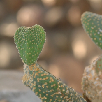 Opuntia microdasys '' (034365)