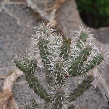 Opuntia whipplei '' (034368)