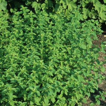 Origanum heracleoticum '' (034385)