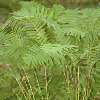 Osmunda claytoniana '' (034399)