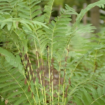 Osmunda claytoniana '' (034400)