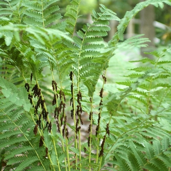 Osmunda claytoniana '' (034401)