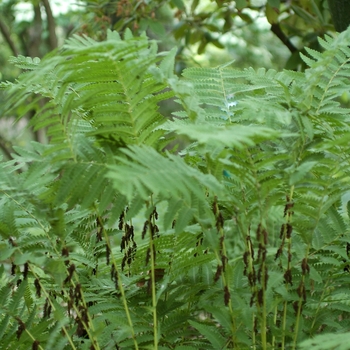 Osmunda claytoniana '' (034402)