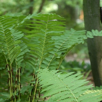 Osmunda claytoniana '' (034403)