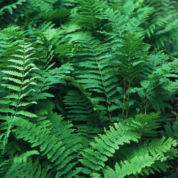 Osmunda claytoniana '' (034404)