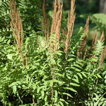 Osmunda regalis '' (034406)