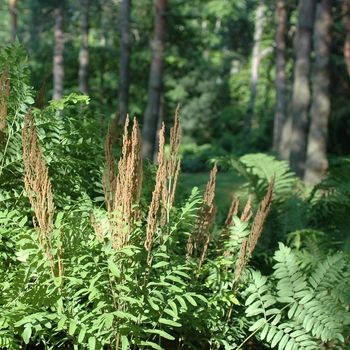 Osmunda regalis '' (034407)