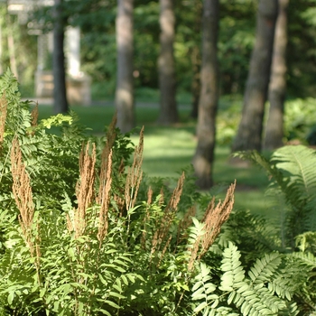 Osmunda regalis '' (034408)