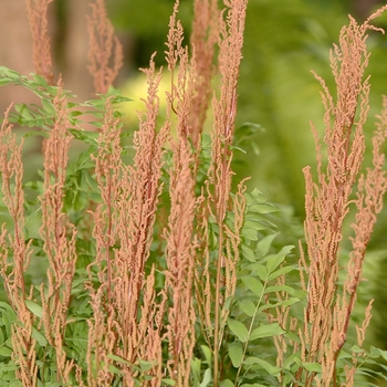 Osmunda regalis '' (034409)