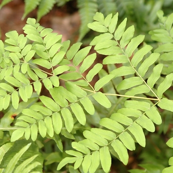 Osmunda regalis '' (034410)