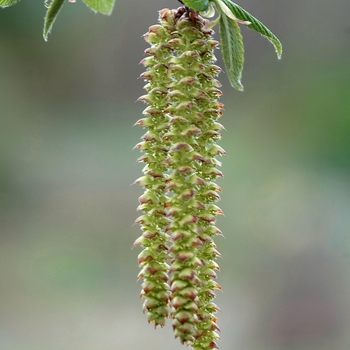 Ostrya virginiana '' (034417)