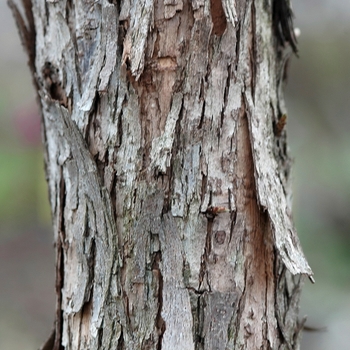 Ostrya virginiana '' (034418)