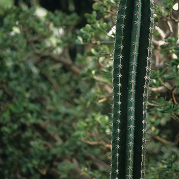 Pachycereus pringlei '' (034420)