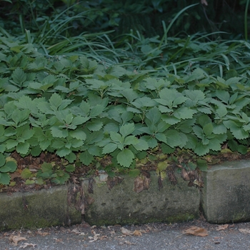 Pachysandra procumbens '' (034421)