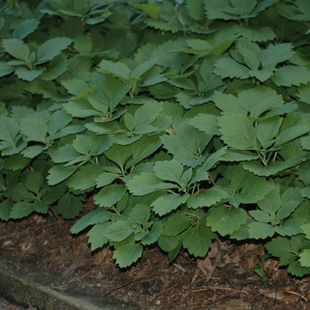 Pachysandra procumbens '' (034422)