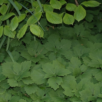 Pachysandra procumbens '' (034423)