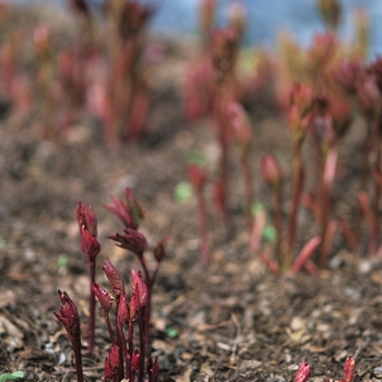 Paeonia 'Multiple Varieties' (034438)