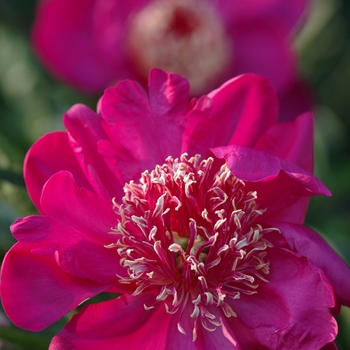 Paeonia lactiflora 'Barrington Belle' (034452)