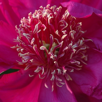 Paeonia lactiflora 'Barrington Belle' (034453)