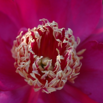 Paeonia lactiflora 'Barrington Belle' (034454)