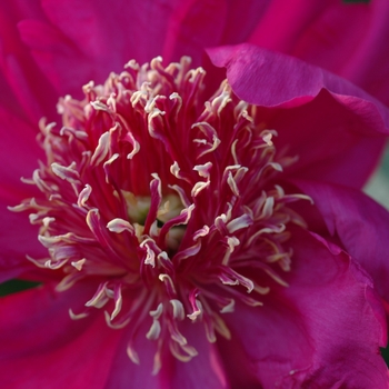 Paeonia lactiflora 'Barrington Belle' (034455)